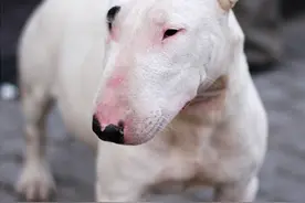 犬类的恶魔能力者，图片