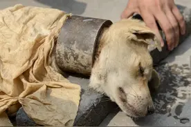发现路上小流浪狗脖子被套钢圈板生命垂危，幸得消防员救助图片