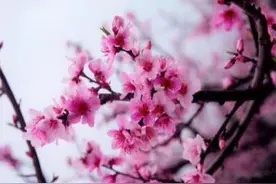 这三大农历出生的男人桃花运薄，女人却桃花泛滥旺运一生图片