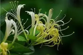 这六类中药治疗减肥最有效图片