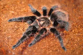 养一只超级cool的蜘蛛做宠物 你hold得住吗？图片