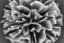 涨知识：走进纳米科学图片