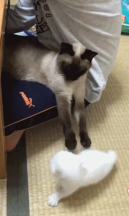 萌宠：一组两只小猫的日常合集，希望喜欢！图片