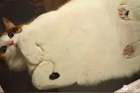 被动物踩在脚底下的摄影师图片