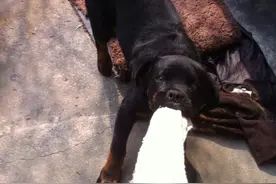 狗狗身后拖着一条红色塑料袋，我只好捏着鼻子帮它取出来。图片