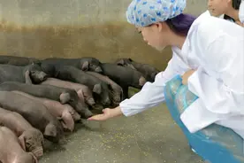 鸡粪喂猪，让你养猪节省50%饲料成本的秘密！图片