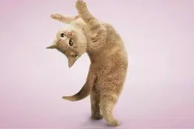 萌猫咪练起了瑜伽？图片
