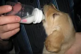 你家狗喝牛奶不拉肚子？到底能不能喝？图片