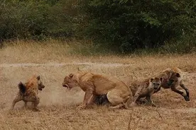 落单的母狮不幸被鬣狗群殴，独自面对鬣狗掏肛攻击结果会怎样！图片