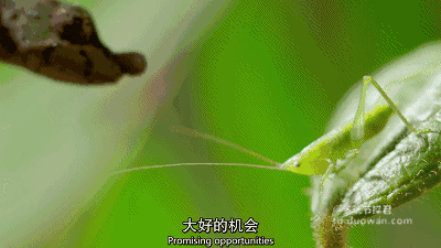爆笑GIF图第12554： 懒人系鞋带法！拿去get不用谢！图片