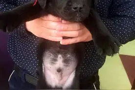 刚买回来的拉布拉多犬，有些呆萌图片