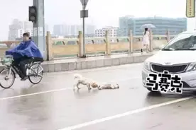 小狗被疾驰的飞车撞死，小伙伴苦苦守候，不肯离去！图片