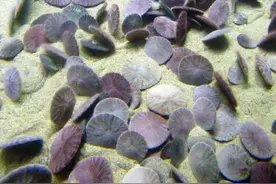 游客潜水发现大量“钱币”,后来发现是一种奇怪的物种图片