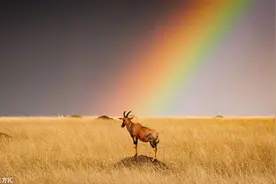 彩虹尽头的动物图片