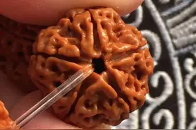 什么是五星双龙纹大金刚菩提图片