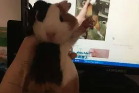 又梦见和你结婚了。图片