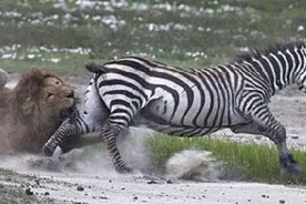 狮子惯用猎杀落单斑马的招数，所以斑马最后都会成为一顿美餐！图片