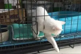 愚蠢的人类，就这点雕虫小技能难倒我？图片