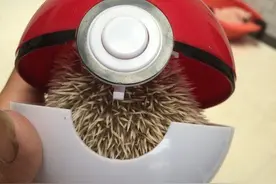 决定就是你了，去吧！刺猬兽！我的宝可梦。图片