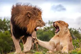 雄狮求爱想与母狮结合，母狮一口拒绝！我是真的不想笑！图片