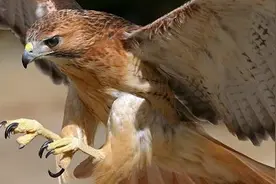 雄壮的老鹰捕捉猎物，结果居然落得这样的下场图片