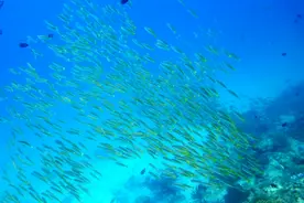 泰国丽贝岛潜在幽蓝深海图片