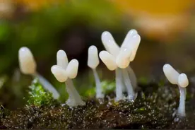 显微镜下的世界 再也不敢轻易说仔细瞧瞧这句话了图片