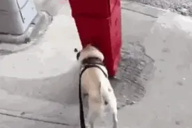 为什么狗狗喜欢抬腿撒尿？图片