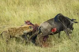 鬣狗围攻角马，这次没有咬蛋蛋，但是角马死的更惨究竟发生了什么图片