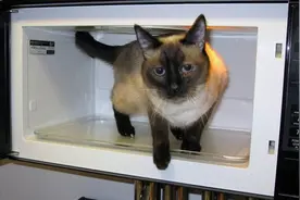 狠心主人居然把猫咪放进微波炉加热，没有人性图片