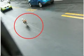 狗狗狂追公交车险被撞，只因不让上车就遭主人遗弃！图片