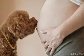 怀孕别养狗！生出来是畸形！图片