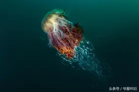 美不胜收 2016英国野生动植物摄影大赛获奖作品全集图片