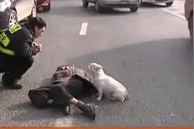 主人晕倒街头，忠诚的狗狗一直守护图片