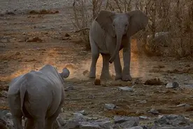 真是霸气！犀牛独自单挑两头大象，结局真是让人看了大快人心啊！图片