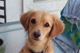 腊肠犬和其他犬种杂交会生出什么样的狗狗，想象一下比特和腊肠图片