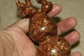 北方黄花梨——低调的爱图片