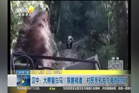 汉中：大熊猫与马“狭路相逢”村民手机拍下奇妙时刻视频封面