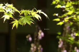 京都长乐寺园林赏析视频封面