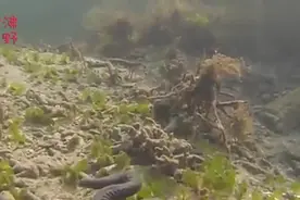 网传出现1.7米长的大水蛭，其实它的真身比水蛭更珍贵！