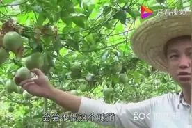 百香果最正确的吃法，没有几个人吃对的，冲水喝简直就是浪费营养视频封面