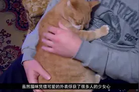 如果狗狗有两任主人，它更认谁？看完这个视频你就知道了视频封面