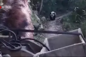 国宝惹不起……村民牵马与大熊猫在山路狭路相逢 马被吓得调头就跑视频封面