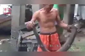 网传出现1.7米长的大水蛭，其实它的真身比水蛭更珍贵！视频封面