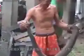 网传出现1.7米长的大水蛭，其实它的真身比水蛭更珍贵！视频封面
