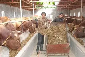养牛肉牛饲养三要点图片