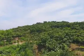 苏州风景 东山：农家小院 景色宜人图片