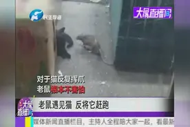 硕鼠遇见猫不跑 无惧猫挥爪上前反复挑衅 将猫赶跑视频封面