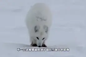 世界上最漂亮的狐狸捕食，网友：单身久了看只狐狸都觉得眉清目秀视频封面