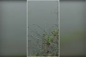 水边钓鱼时竟遇见鳄鱼，看牛掰大哥怎么应付！视频封面